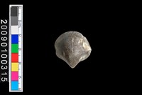 藏品(蛤類化石)的圖片