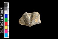 藏品(蛤類化石)的圖片