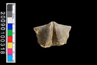 藏品(蛤類化石)的圖片