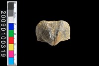 藏品(蛤類化石)的圖片