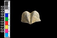 藏品(蛤類化石)的圖片