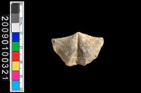 藏品(蛤類化石)的圖片