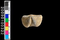 藏品(蛤類化石)的圖片