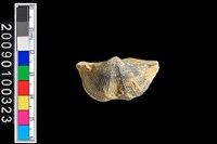 藏品(蛤類化石)的圖片