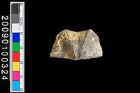 藏品(蛤類化石)的圖片