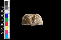 藏品(蛤類化石)的圖片