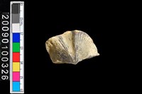 藏品(蛤類化石)的圖片