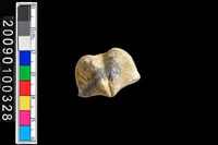 藏品(蛤類化石)的圖片