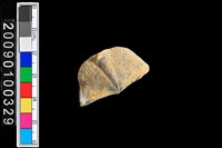 藏品(蛤類化石)的圖片