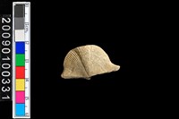 藏品(蛤類化石)的圖片