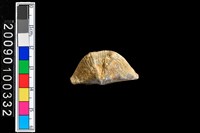 藏品(蛤類化石)的圖片