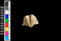 藏品(蛤類化石)的圖片