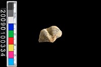 藏品(蛤類化石)的圖片