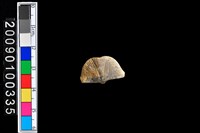 藏品(蛤類化石)的圖片