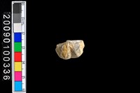 藏品(蛤類化石)的圖片