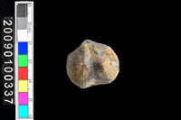 藏品(蛤類化石)的圖片