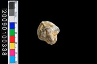 藏品(蛤類化石)的圖片