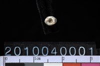 藏品(玉管珠)的圖片