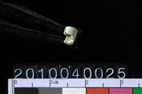 藏品(玉管珠)的圖片