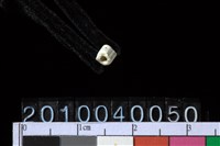 藏品(玉管珠)的圖片