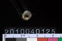 藏品(陶管珠)的圖片