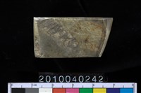 藏品(玉錛)的圖片