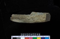 藏品(玉錛)的圖片