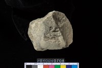 藏品(石錛)的圖片