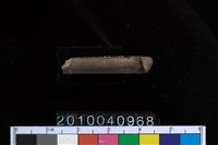 藏品(石針)的圖片