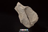 藏品(石耜)的圖片