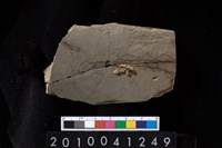 藏品(石鐮)的圖片