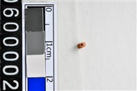 藏品(琉璃珠)的圖片