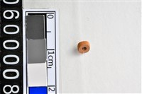 藏品(琉璃珠)的圖片