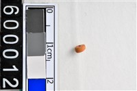 藏品(琉璃珠)的圖片