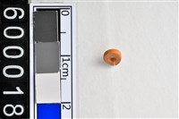 藏品(琉璃珠)的圖片