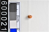 藏品(琉璃珠)的圖片