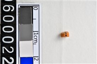 藏品(琉璃珠)的圖片