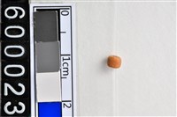 藏品(琉璃珠)的圖片