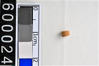 藏品(琉璃珠)的圖片