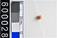 藏品(琉璃珠)的圖片