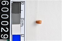 藏品(琉璃珠)的圖片