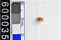 藏品(琉璃珠)的圖片