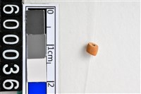 藏品(琉璃珠)的圖片