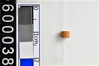 藏品(琉璃珠)的圖片