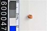 藏品(琉璃珠)的圖片