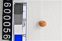 藏品(琉璃珠)的圖片