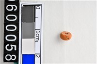 藏品(琉璃珠)的圖片