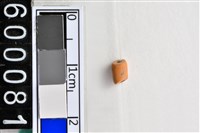 藏品(琉璃珠)的圖片