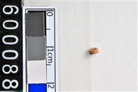 藏品(琉璃珠)的圖片