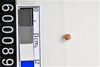 藏品(琉璃珠)的圖片